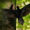 Datel cerny - Dryocopus martius - Black Woodpecker 1475